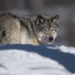 Gray Wolf In Winter