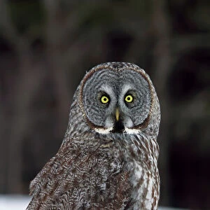 Great Grey Owl Grounded