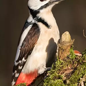 Great Spotted Woodpecker (Dendrocopos major), Hesse, Germany