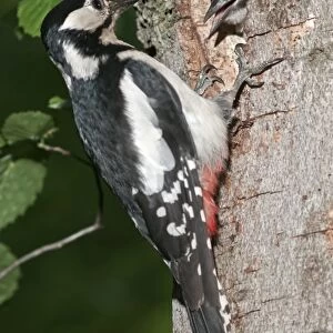 Great Spotted Woodpecker -Picoides major-, female feeding young birds at a nesting hole, Wasseralfingen, Baden-Wuerttemberg, Germany, Europe