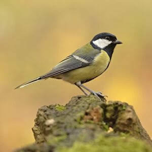 Great Tit -Parus major- perched on a stump in autumn, Leipzig, Saxony, Germany
