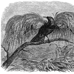 Greater Bird-of-paradise (Paradisaea apoda)