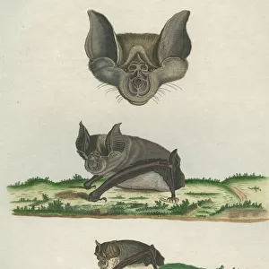 Rhinolophidae Framed Print Collection: Greater Horseshoe Bat
