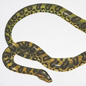 Green Anaconda (Eunectes murinus) with pattern of black oval patches