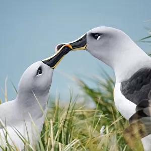 Albatrosses Metal Print Collection: Grey Headed Albatross