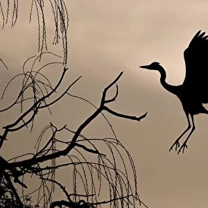 Grey heron (Ardea cinerea) on approach to tree at dawn, Hesse, Germany
