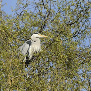 Grey Heron -Ardea cinerea- perched on a birch tree, Hamburg, Germany