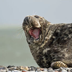 Grey Seal -Halichoerus grypus-, yawning, Helgoland, Schleswig-Holstein, Germany