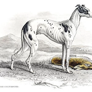 Greyhound engraving 1840