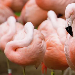 Group of Flamingos, San Francisco, California, USA