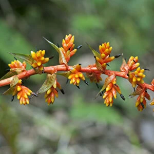 Guzmania rubrolutea -Bromeliad family-, blossom, in habitat, Tandayapa region, Andean cloud forest, Ecuador, South America