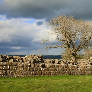 Part of Hadrians wall in England, near Black carts turret