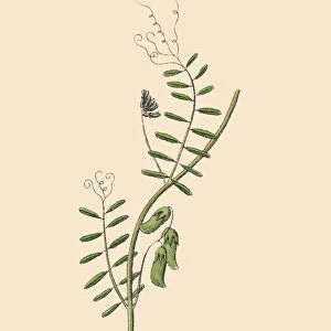 Hairy Vetch, Legumes, Victorian Botanical Illustration