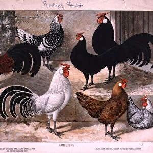 Chickens Poster Print Collection: Hamburg