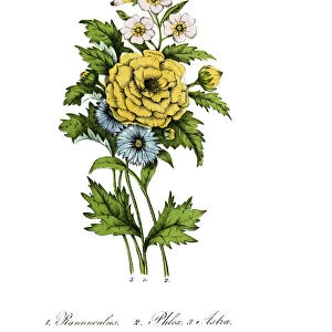hand painted illustration of Ranunculus, Phlox and Aster