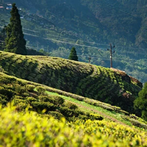 Happy Valley Tea Estate, Darjeeling