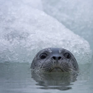 Harbor Seal, South Sawyer Glacier, Alaska