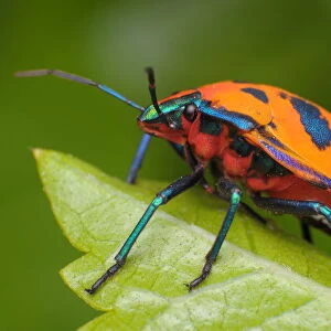 Hemiptera Collection: Harlequin Bug
