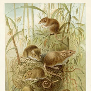 Harvest mouse chromolithograph 1896