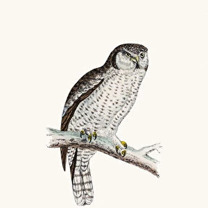 Hawk owl bird
