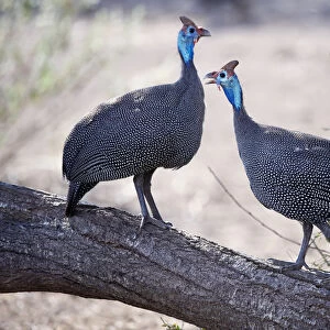 Guineafowl Framed Print Collection: Related Images