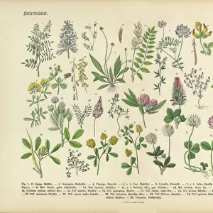Portraits Collection: Botanical illustrations