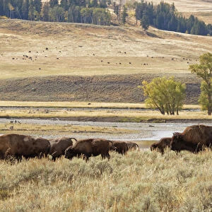 Herd of Bison (Bovinae) in fall, Lamar Valley, Yellowstone National Park, Montana, Wyoming, USA