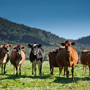 Herd of cow in field