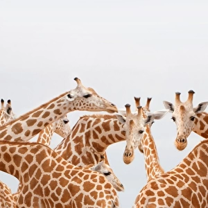 Herd of giraffe