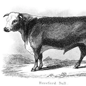 Hereford bull engraving 1873