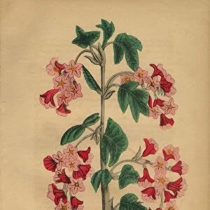 High Blackberry Victorian Botanical Illustration