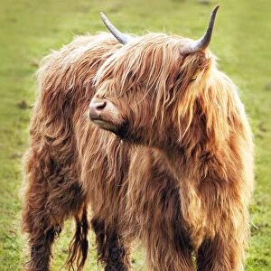 highland cow