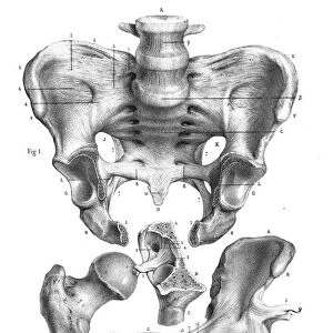 Hip anatomy engraving 1866
