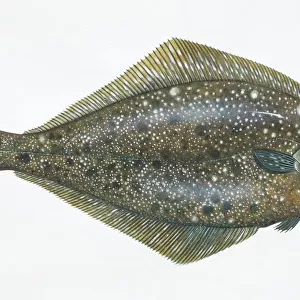 Hippoglossus stenolepis, pacific halibut, side view