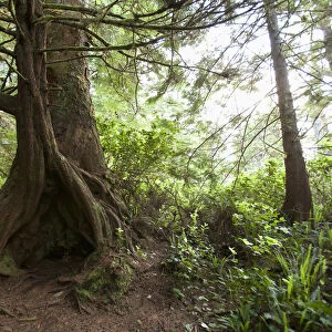 A Hollow Old Growth Giant Redwood Tree Along The Path To South Beach In Pacific Rim National Park Near Tofino
