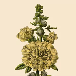 Hollyhock or Althaea Rosea Plant, Victorian Botanical Illustration