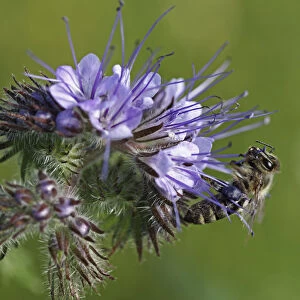Honey bee -Apis sp. -, clinging onto the purple flower, Phacelia, Scorpionweed or Heliotrope -Phacelia sp. -