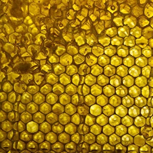 Honeycomb and honey, Germany