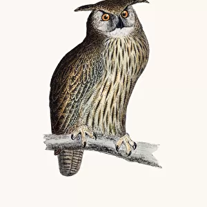 Horned owl bird