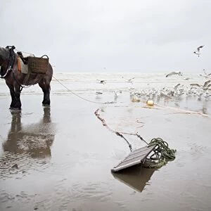 Horse fishing at the belgian seaside
