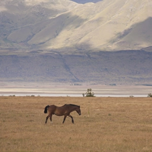 A hose on the open plain in Los Glaciares national park in Argentina