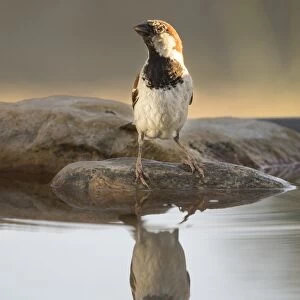 House Sparrow (Passer domesticus), Spain. On a stone reflected in water