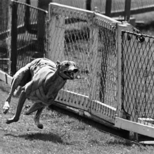 Greyhound Racing Print: Priceless Border Greyhound Racing Print: Priceless Border