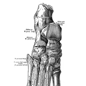 Human anatomy scientific illustrations: foot bones