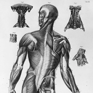 Human Musculature