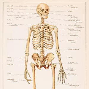 Human Skeleton illustration 1891