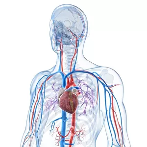 Human vascular system, artwork