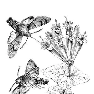 Hummingbird Hawk-moth (Macroglossum Stellatarum)