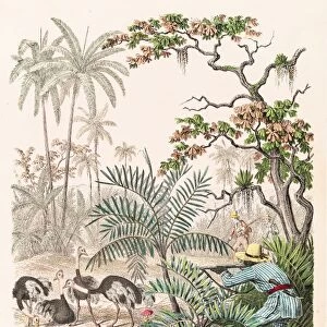 Hunting ostrich illustration 1853