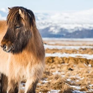 A Icelandic horse with the snowy mountain